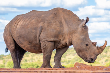 Wall Mural - portrait of a white rhinoceros (ceratotherium simum) drinking water, welgevonden game reserve, south