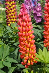 Wall Mural - Lupin (towering inferno) plant in full flower with orange and yellow petals