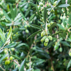 Detail of olive tree branch. Closeup of green olives fruits and leaves with selective focus and shallow depth of field, outdoors