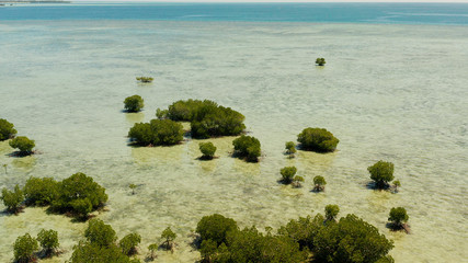 Canvas Print - mangrove trees on coral reef surrounded by sea blue water, top view. mangrove landscape, philippines