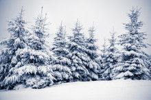 Group Of Trees Covered By White Fresh Snow