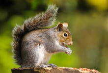 Close Up Of A Grey Squirrel (sciurus Carolinensis) Eating Peanuts.  Taken At Forest Farm Nature Reserve, Cardiff, Wales, UK