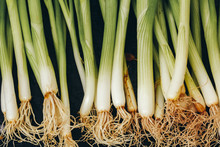 Fresh Green Onion With Roots