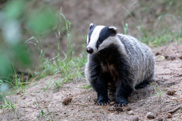 Wall Mural - close up of cute badger