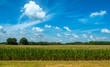 Corn field and sky with beautiful clouds on a bright summer day