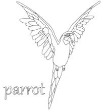 Drawing A Parrot In Black And White, Isolate On A White Background