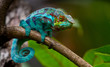 Green chameleon in the  jungle