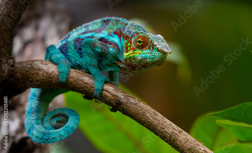 Green chameleon in the jungle Poster Mural XXL