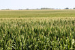 A green field of corn in eastern Iowa on a summer day.