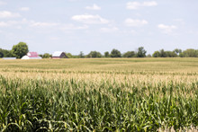 A Green Field Of Corn In Eastern Iowa On A Summer Day.
