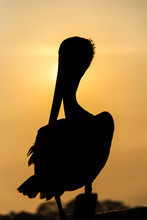 Silhouette Of A Pelican Being Back Lit By The Sunset