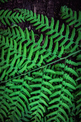  fern leaves on an old wood background with furrows.