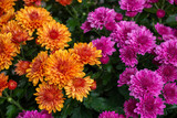 orange and purple fall mums
