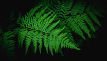 Natural Green Fern Leaves Texture In The Forest Close Up On The Dark Background