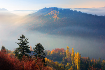 misty sunrise in mountains. wonderful autumn weather. beautiful nature scenery observed from the top of a hill. trees in colorful fall foliage. fog glowing in the distant valley 