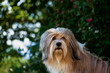 Portrait, head of a beautiful Tibetan terrier dog.