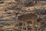 Fototapeta  - Spotted Male deer in Gir National park India