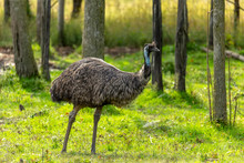 The Emu (Dromaius Novaehollandiae),  Australian  Largest Native Bird,relative Of Ostrich.Emus Have Three Toes On Each Foot And  Ostrich Has Two Toes On Each Foot.