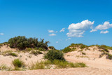 Fototapeta Na ścianę - Semi-desert sand and vegetation on sunny day