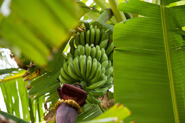 Wall Mural - Green banana bunch in tree in the jungle close-up, unripe