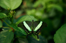 Green Butterfly Sitting On Leaf