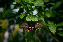 Beautiful Butterfly On Green Leaves