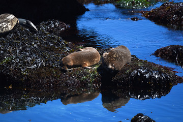 Wall Mural - relaxing seals