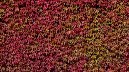 Wall Mural - Autumn ivy leaves in the wind. Royalty free footage related to nature, leaves, plants and flowers.