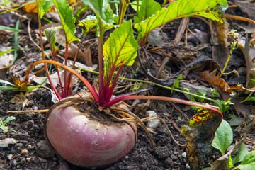 Beetroot growing in the garden in autumn