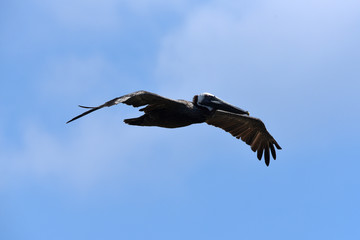 Wall Mural - pelican flying