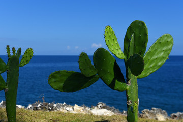 Wall Mural - prickly pear by the ocean