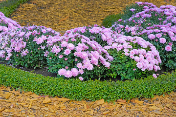 A bed of lilac chrysanthemums in the garden close-up. Autumn chrysanthemum flowers in a city park. Beautiful bright autumn bushes of flowers and decorative chips for the design of flower beds.