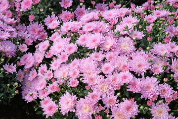 Poster - Pink chrysanthemums blooming on a flowerbed in a park close-up. Chrysanthemum bushes in a city park. Beautiful bright autumn flowers for the design of flower beds, balconies and arbors.