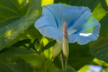 Close Up Of Morning Glory Flower And Bud