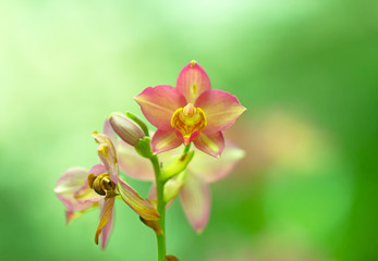 Orchids blurred background green nature