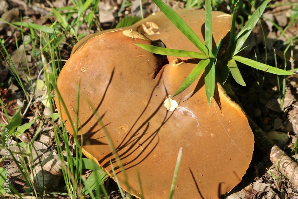 きのこ 茶色で大きい 森 秋 杤木 Stock Photo | Adobe Stock