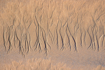 Lines In Sand Look Like Roots