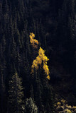 Fototapeta Na ścianę - Yellow bright autumn tree in a dark coniferous forest at dawn. Minimalistic landscape