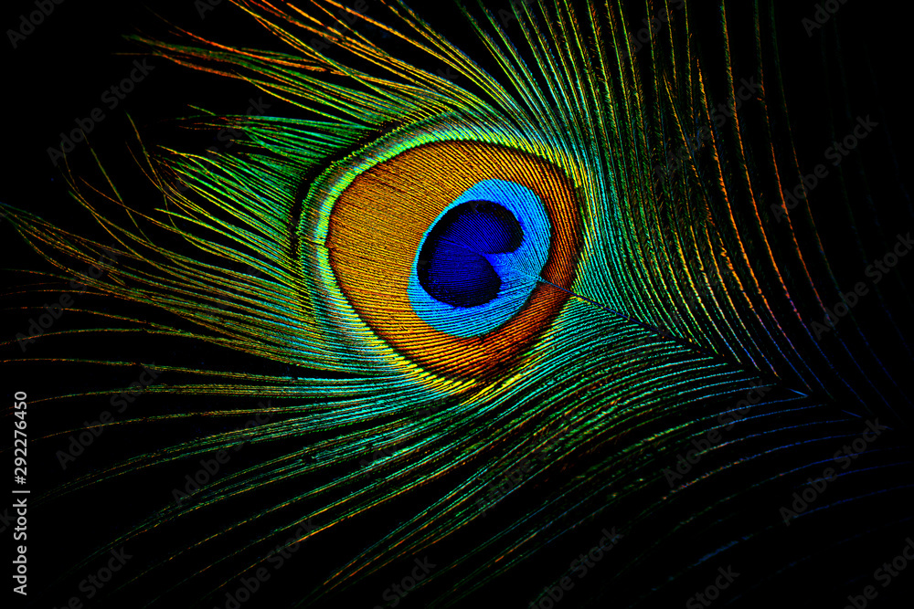 peacock feather on black background Stock Photo | Adobe Stock