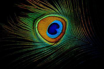 peacock feather on black background
