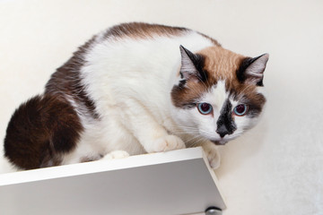 Wall Mural - ow shu breed climbed onto a shelf in an apartment.