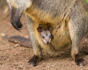 Wallaby Joey in the Pouch