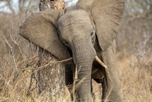 Young Female Elephant Scratching Behind Her Ear On A Large Tree