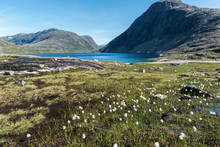 See Djupvatnet Oberhalb Geiranger Norwegen, Im Vordergrund Wollgras