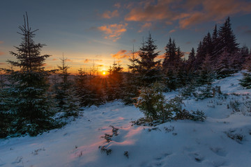 Wall Mural - winter landscapes of the ukrainian carpathian mountains