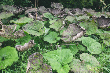 Wall Mural - Large green leaves of burdock