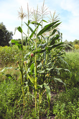 Canvas Print - Old corn growing in garden