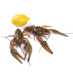 Crawfish. Isolated on a white background.