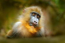 Mandrill, Mandrillus Sphinx, Sitting On Tree Branch In Dark Tropical Forest. Animal In Nature Habitat, In Forest. Detail Portrait Of Monkey From Central Africa, Forest In Gabon.