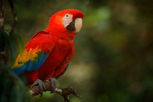 Red Parrot Scarlet Macaw, Ara Macao, Bird Sitting On The Branch With Food, Amazon, Brazil. Wildlife Scene From Tropical Forest. Beautiful Parrot On Tree In Nature Habitat.